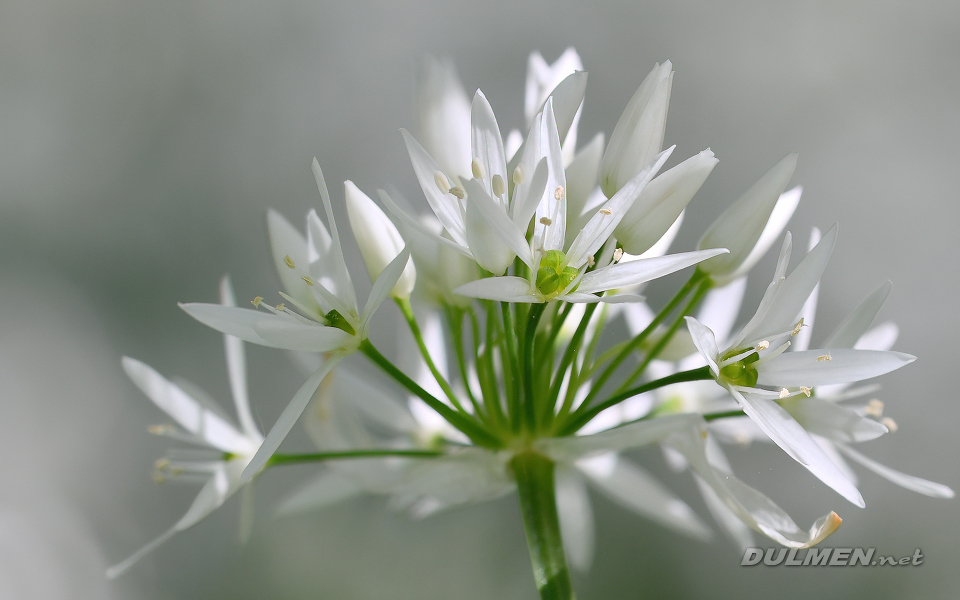 Wild Garlic (Allium ursinum)